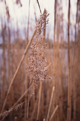 Schilf am Ufer der Elbe in goldener Farbe