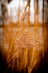 Schilf am Ufer der Elbe in goldener Farbe