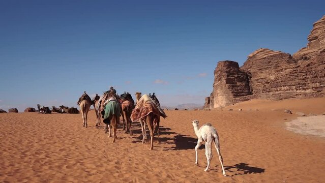 Camels In Desert
