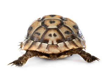 Greek tortoise in studio