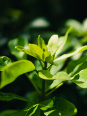 Fresh green leaves in the sunlight