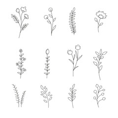 set of illustrations including different tree leaves. Forest flora art brush
Outline botanical drawing for coloring. plant illustrations png