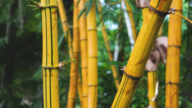 Old yellow bamboo trees in Asia. Close up.