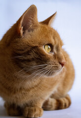 portrait of a cat