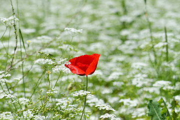 red poppy flower and white flower makes beautiful contrast that symbolizes togetherness with...
