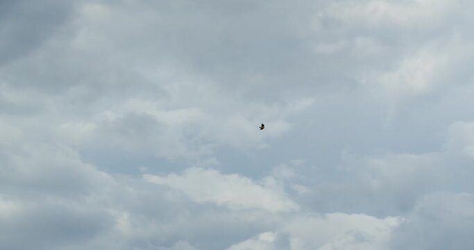 a hawk flies with outstretched wings against the background of a cloudy sky. general plan eagle falcon
