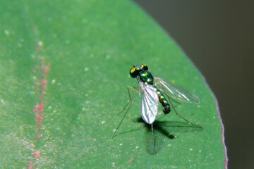 Flies sit on fresh green leaves looking for food in the morning