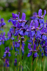 Fototapeta premium Siberian iris in spring garden. Group of blooming Siberian irises (iris sibirica) in the garden