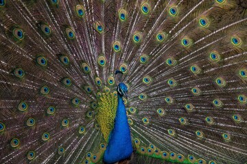 Fototapeta premium peacock with feathers