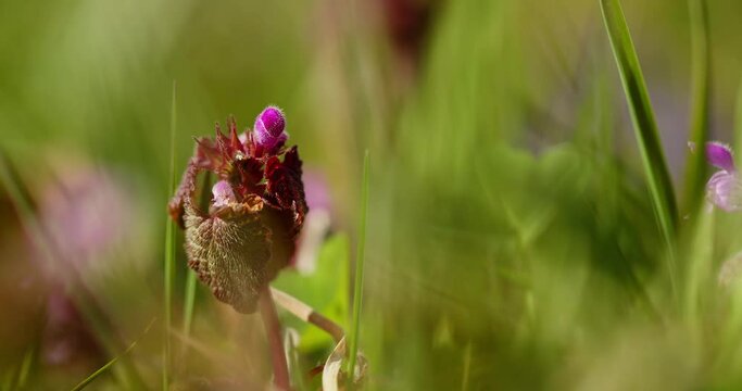 flower of plant of family Lamiaceae Labiatae in summer in green grass. macro. hyacinth plant. mint. dead nettle