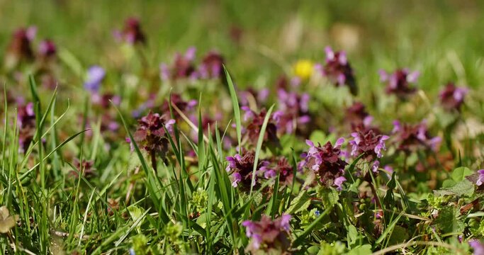 flowers of the plant family Lamiaceae Labiatae in summer in green grass. macro. hyacinth plant. mint. dead nettle