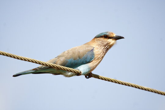 Beautiful Indian Roller bird during morning time. Looking for food. Wall mount of beautiful bird. Background for computer or electronic media.