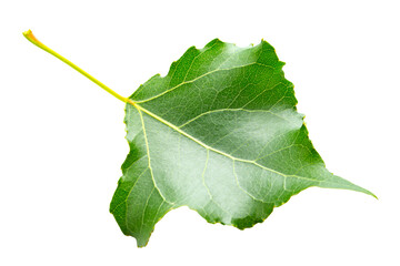 Green leaf poplar isolated on white background.