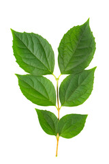 Green sprig of mock orange or jasmine leaves isolated on white background.