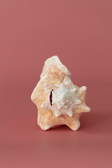 Nautilus shell of sea  isolate on pink background.