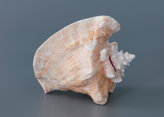 Nautilus shell of sea  isolate on grey background.