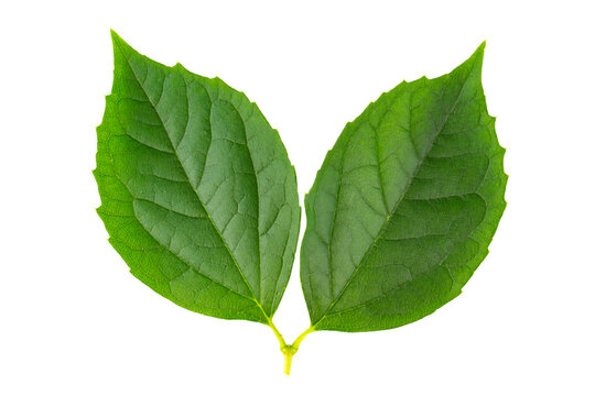 Green sprig of mock orange or jasmine leaves isolated on white background.