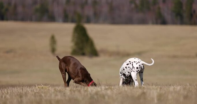 Beautiful dalmatian and german pointer dogs diggin hole in ground spring meadow. Looking for animals in ground. Tracking. Smelling. Red colar. Slowmotion shot 4k 120