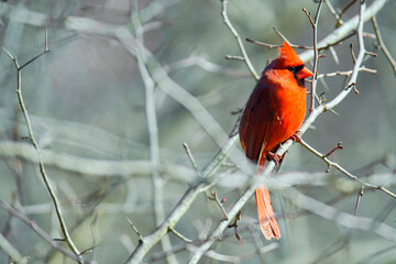 Cardinal