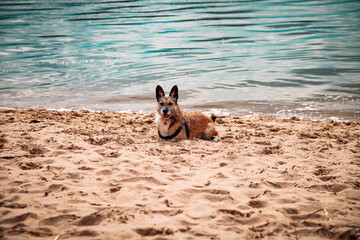 Hund am Strand liegend