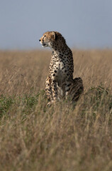 Cheetah on a mound at Masai Mara, Kenya