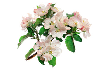 apple tree branch with flowers isolate, spring blooming flowers on a fruit tree