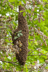 Bee colony , Wild bees in swarm hanging on tree - Germany
