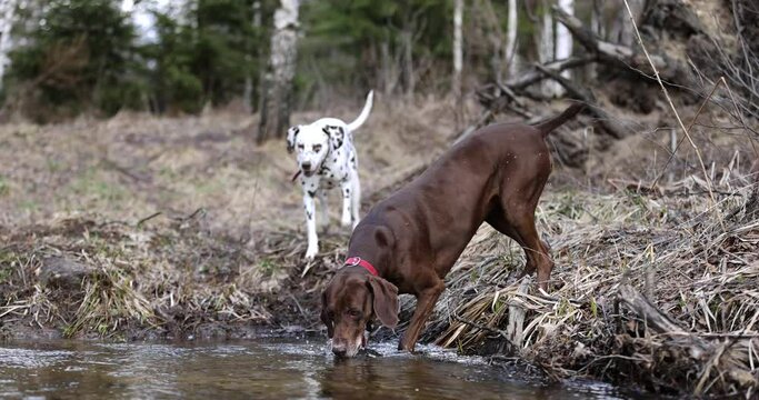 Beautiful dog crossing a river. German pointer and dalmatian going throung water. Slow motion. 4k. Red colar. Spring beautiful nature. Water drops. Brown dog. Freedom. 