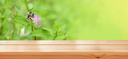 Empty wooden table on the background of a clover flower with a bumblebee that collects nectar on a...