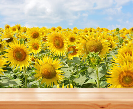 Empty wooden table on sunflower field background. Ready for product montage. Mockup. .Copy space.