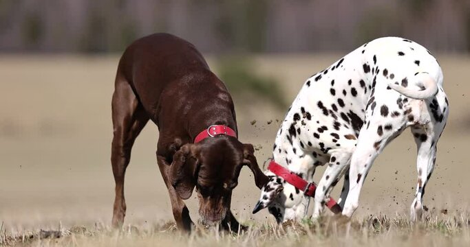 Beautiful dalmatian and german pointer dogs diggin hole in ground spring meadow. Looking for animals in ground. Tracking. Smelling. Red colar. Slowmotion shot 4k 120
