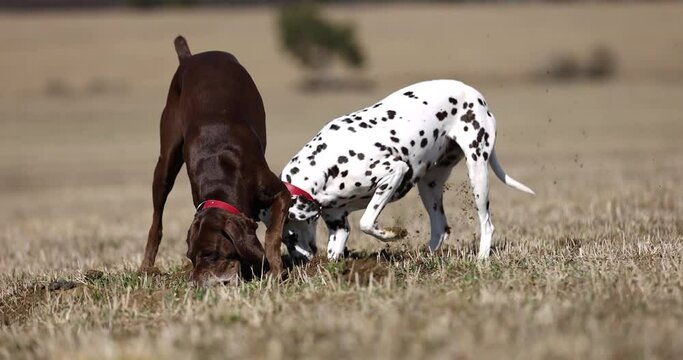 Beautiful dalmatian and german pointer dogs diggin hole in ground spring meadow. Looking for animals in ground. Tracking. Smelling. Red colar. Slowmotion shot 4k 120