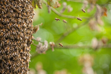 Bee colony in Germany, Wild bees in swarm hanging on tree and flying around. 