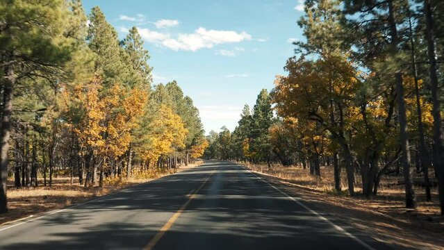 Driving on empty asphalt road with yellow markings passing through mixed forest pines and trees with yellow foliage on sunny autumn fall day. Grand Canyon national park, pov from riding vehicle car