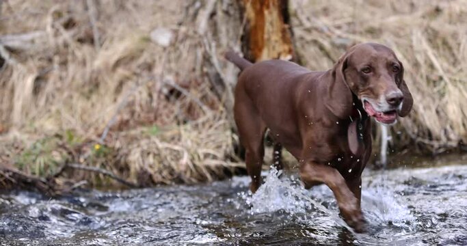 Beautiful dog crossing a river. German pointer and dalmatian going throung water. Slow motion. 4k. Red colar. Spring beautiful nature. Water drops. Brown dog. Freedom. 