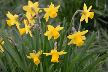 Obraz premium yellow daffodils in spring