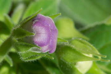 Violet flower bud of Gloxinia or Sinningia. Macro photo