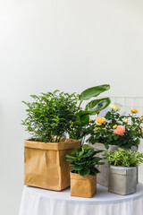 houseplants in pots on table on white wall background, copy space