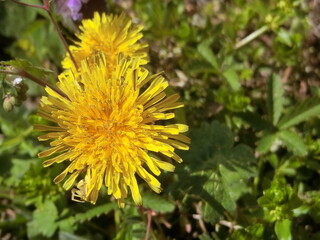 yellow dandelion flower