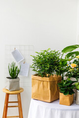 All kinds of green plants and flowers placed in kraft paper bags on the table  in modern living room interior