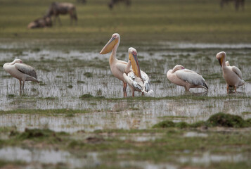 Great white pelicans in the marsh area of Amboseli lake, Kenya