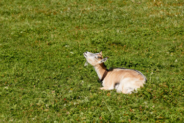 Goat is lying on the grass.	
