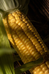 corn on the cob closeup