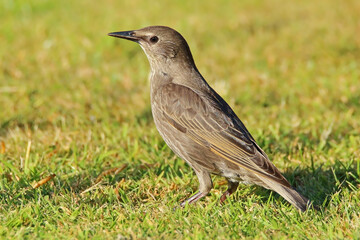 Juvenile Starling sturnus vulgaris looking for food taken in a garden in Warwickshire England UK