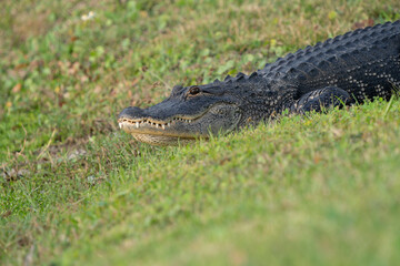 Alligator lounging on the grass in a housing community