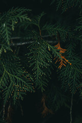 green fern background