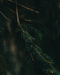 fern leaves in the morning