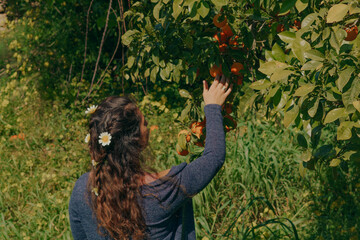 a beautiful woman picks oranges