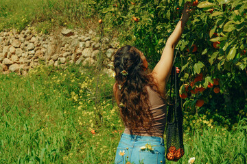 a beautiful woman picks oranges