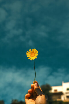 a yellow flower in the air